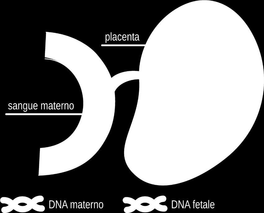 La sua concentrazione aumenta nelle settimane successive e scompare subito dopo il parto.