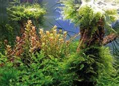 30 Purtroppo succede spesso che certe specie di piante terrestri con foglie particolarmente decorative vengano annegate e così costrette a una vita subacquea.