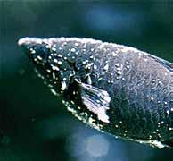 36 Malattie dei pesci Purtroppo esiste anche un capitolo spiacevole nell acquariofilia, a cui vogliamo almeno accennare: anche i pesci si possono ammalare.