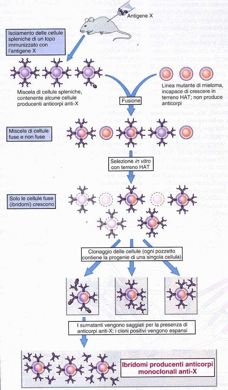 Anticorpi Monoclonali: produzione Vengono prodotti da ibridi cellulari (detti ibridomi), costituiti da linfociti B murini specifici per un determinato antigene (Ag), fusi con cellule mielomatose non