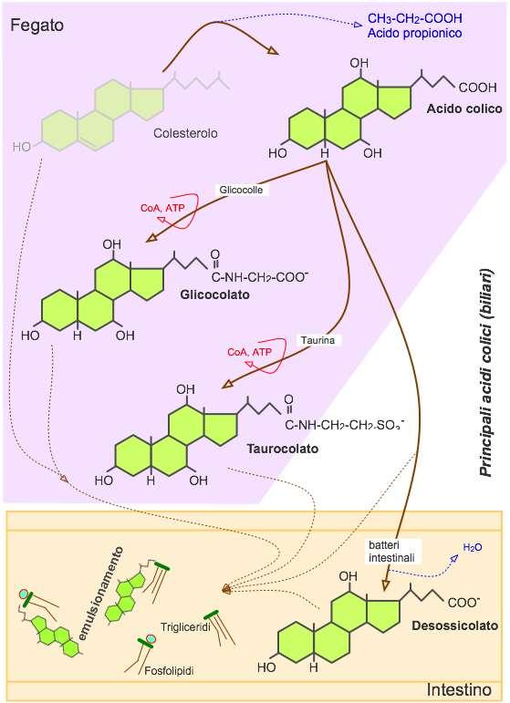 9 coniugati sono più solubili a ph acido rispetto ai loro derivati non coniugati e sono più resistenti alla precipitazione in presenza di una elevata concentrazione di Ca 2+