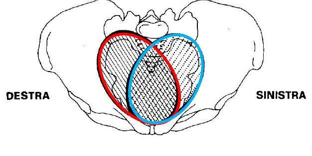Il Contesto I due diametri obliqui dell ingresso pelvico (stretto superiore della pelvi) nel