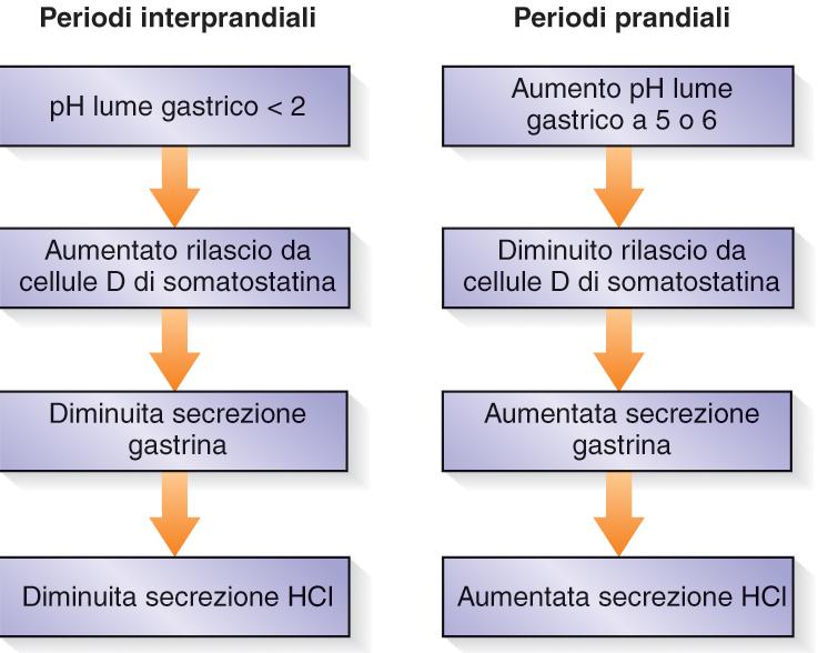 Fase gastrica-intestinale aumento del ph al momento dell arrivo del cibo.