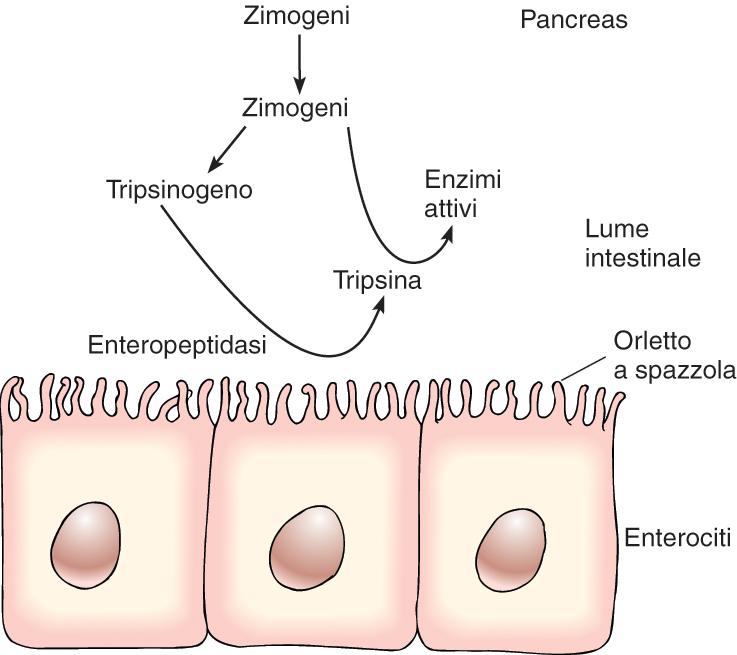 Attivazione degli zimogeni La maggior parte degli enzimi (no amilasi e lipasi) sono escreti come zimogeni che sono trasformati in enzimi attivi quando la enteropepeptidasi dell orletto a spazzola