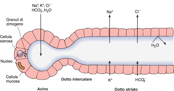 Il Salivone Cellule sierose e mucose che formano un acino L acino e i suoi dotti (intercalari e striati) formano il