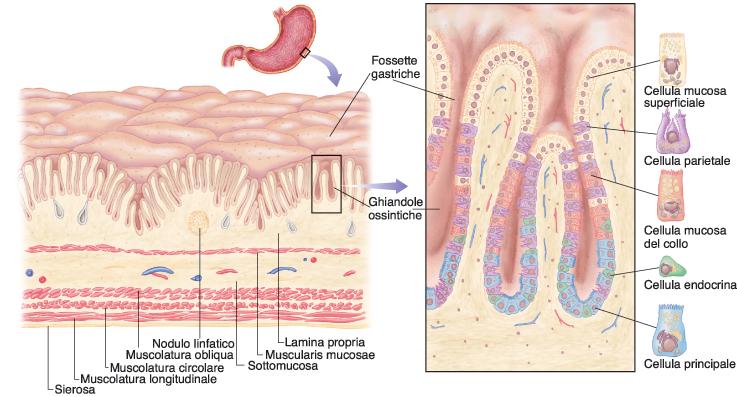 Secrezione gastrica Lo stomaco secerne 1/3 L al giorno di succhi gastrici Ghiandole corpo e del fondo Cellule parietali (ossintiche): HCl e fattore intrinseco Cellule principali o peptiche: