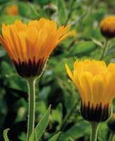 Creme Dermoattive Calendula Officinalis FORMULAZIONE TRADIZIONALE Da sempre efficaci e sicure, le Creme Dermoattive sono l espressione del sapiente equilibrio delle formule galeniche, nelle quali