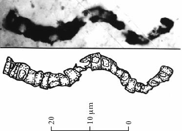 La materia vivente è costituita da un numero relativamente piccolo di elementi Circa il 98% : C, N, O, Ca, H, P,K, S Circa il 70 % è Acqua La prima evidenza fossile risale a circa 3,5 miliardi di