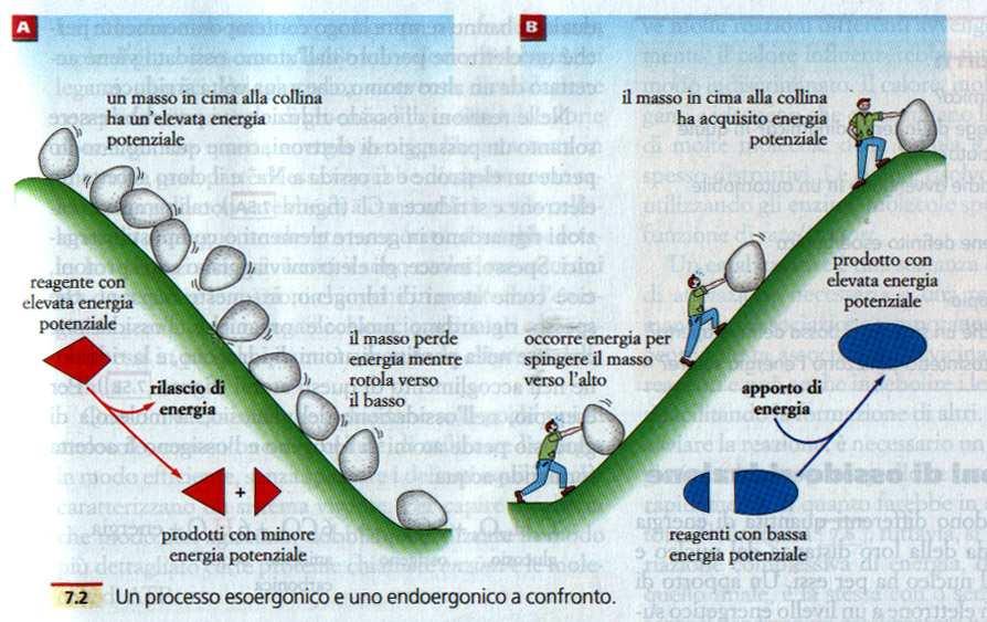 Un processo che presenta, nello stadio finale, un energia minore viene detto esoergonico (avviene spontaneamente) Un
