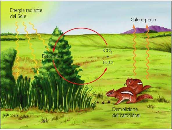 Gli organismi viventi assumono dall ambiente le sostanze nutritive e rilasciano prodotti di