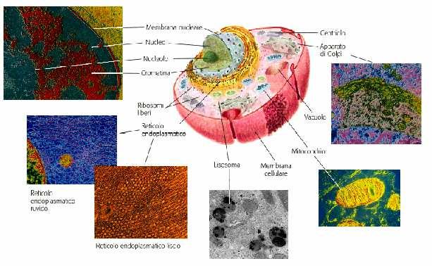 Le reazioni metaboliche richiedono energia eucarioti Sviluppo di vie metaboliche capaci di produrre