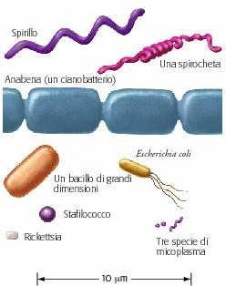 di O 2 a partire dall H 2 O Passaggio ad ambiente aerobico Processi ossidativi con efficienza