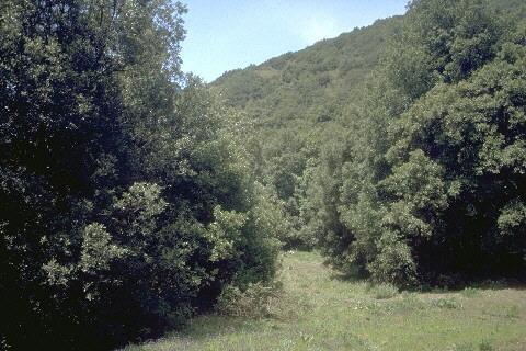 Boschi sempreverdi di Leccio Sono boschi sclerofilli e sempreverdi, in genere piuttosto fitti e densi, caratterizzati dalla dominanza, nello strato arboreo, del leccio (Quercus ilex).
