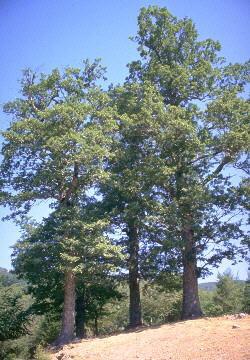Boschi caducifogli di Cerro Sono boschi caducifogli mesofili caratterizzati dalla dominanza di cerro (Quercus cerris) nello strato arboreo.
