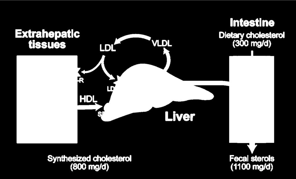 Bilancio netto del colesterolo nell uomo Colesterolo alimentare (300 mg/die) Colesterolo sintetizzato (1000 mg/die) Steroli fecali (1300 mg/die) Col = colesterolo; VLDL = very-low-density