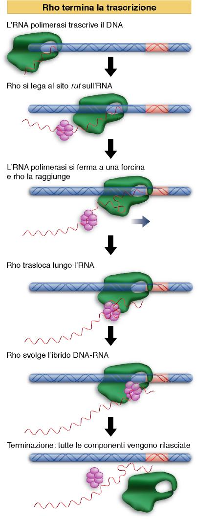 I terminatori Rho-dipendenti richiedono il legame della RNA elicasi Rho alla catena nascente