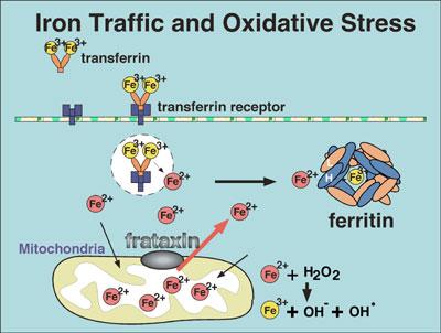 Regolazione della stabilita del messaggero: il caso del metabolismo del ferro La Transferrina serve per far entrare il ferro nelle cellule Spazio extracellulare citoplasma