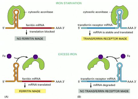 Il ferro citoplasmatico regola la