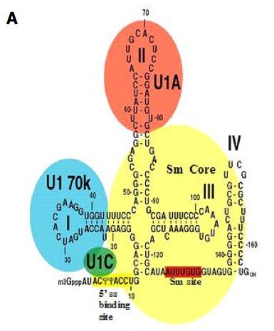 Basse concentrazioni U1A Alte concentrazioni U1A Il