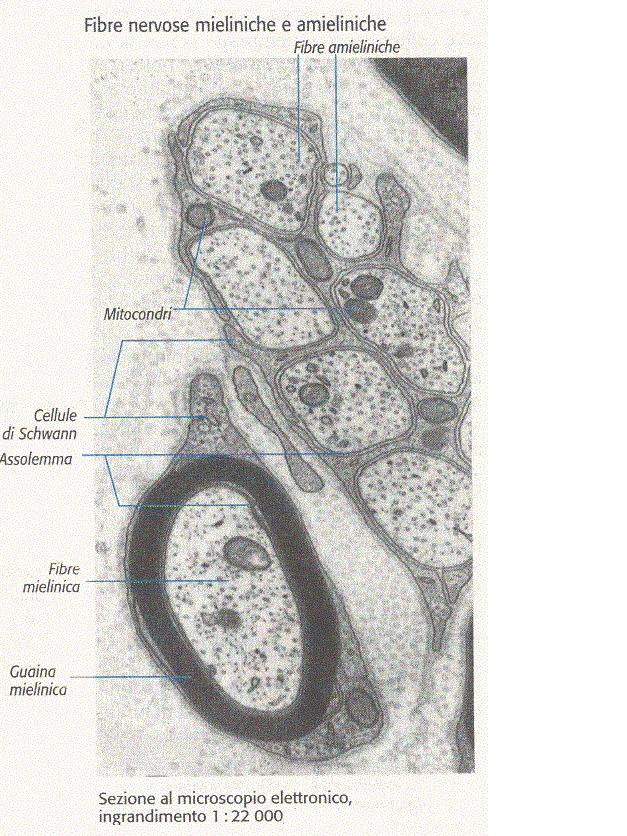 Le fibre nervose possono essere amieliniche o