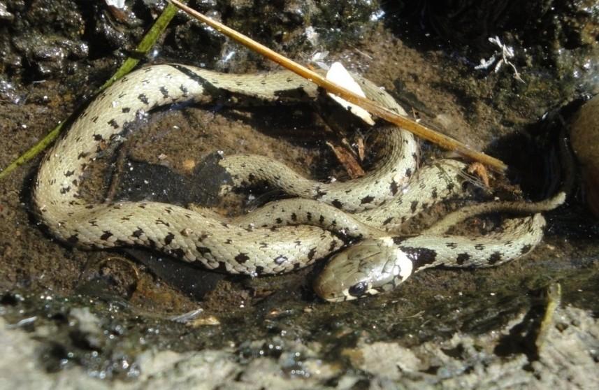 Esito dei monitoraggi: Rettili L area indagata ha confermato l idoneità per i rettili, soprattutto lungo il tratto di muretti a secco di circa un centinaio di metri che conduce al laghetto della