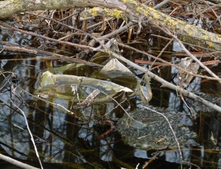 l monitoraggio è stato condotto sul tratto di strada di circa 400 metri interessato dal sottopasso e lungo le aree umide poste da entrambi i lati della carreggiata.