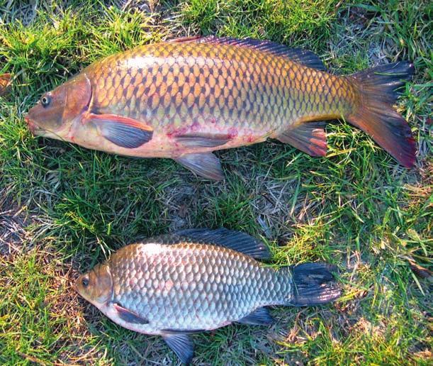 1 - Natura e Ambiente 28 ASPETTO 1. Corpo tozzo e massiccio, sviluppato in altezza e compresso lateralmente; il ventre è piatto mentre il dorso è arcuato. 2. Colorazione bruna e verde sul dorso, gialla con riflessi dorati sui fianchi, bianco-gialla sul ventre.