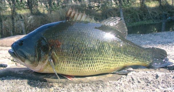 6. Odore speziato caratteristico. 7. Può raggiungere i 60 centimetri ed i 5 chili di peso. 47 Un esemplare di circa 5 Kg catturato nel lago di Annone.