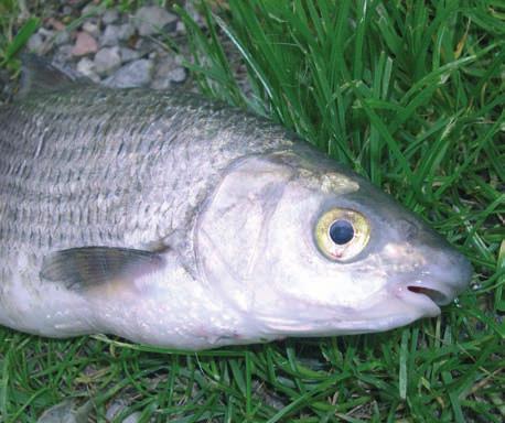 Vive in piccoli banchi ricercando il cibo sul fondo, si nutre prevalentemente di invertebrati e alghe che letteralmente raschia dai ciottoli tramite le sue particolari labbra cornee.