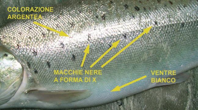 69 Guida per il riconoscimento dei pesci della provincia di Lecco La sua presenza nel Lario non è certa: può