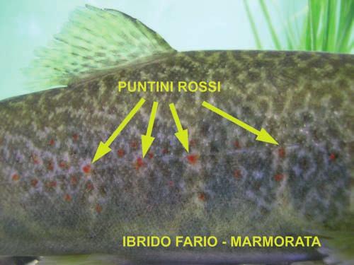 4. Pinne grigie con sfumature aranciate, presenza della pinna dorsale adiposa (tipica dei salmonidi). 5. Può raggiungere i 140 centimetri ed i 20 chili di peso.