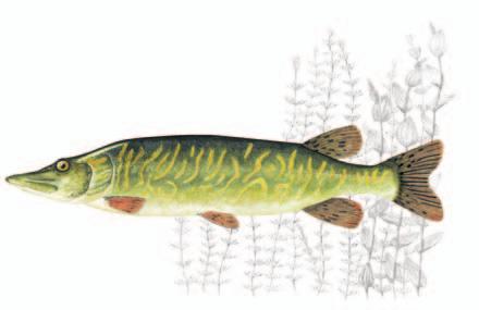 LUCCIO Esox lucius Linnaeus, 1758 Sistematica Ordine: Esociformi Famiglia: Esocidi Geonemia È una specie ad ampissima distribuzione nelle acque interne dell emisfero settentrionale.