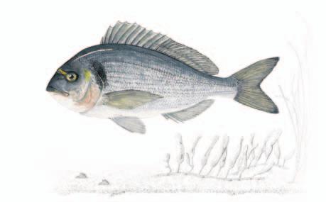 ORATA Sparus auratus Linnaeus, 1758 Sistematica Ordine: Perciformi Famiglia: Sparidi Habitat L Orata è un pesce con discreta valenza ecologica ed è ampiamente eurialina.