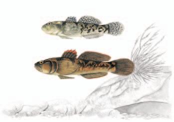 GHIOZZO DI RUSCELLO Gobius nigricans Canestrini, 1867 Sistematica Ordine: Perciformi Famiglia: Gobidi Il Ghiozzo di ruscello è stato descritto nell Ottocento come Gobius fluviatilis nigricans, e