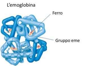 Zolfo (S) Ferro (Fe) componente di alcuni importanti amminoacidi. È presente nella cute e nei capelli dell uomo. Si assorbe a livello intestinale.