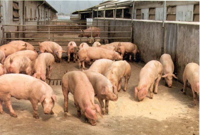 Per la scrofa in lattazione, una razione alimentare bene equilibrata deve contenere 0,6% di Ca sulla sostanza secca.