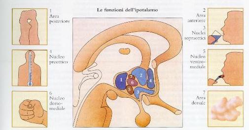 Funzioni dell ipotalamo 26) 1) 4) 5) 7) e 3) regolazione comportamento