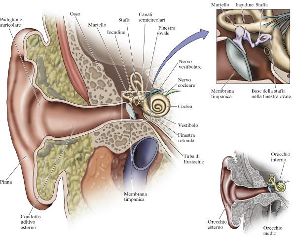 CATENA OSSICULARE Catena ossiculare = risuonatore Smorzamento