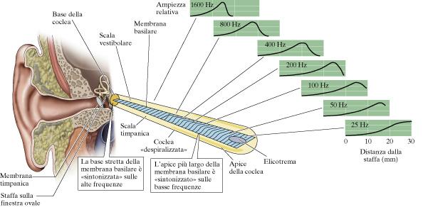 Organizzazione