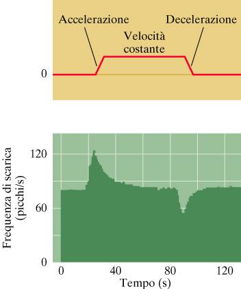 Risposta nervosa delle fibre