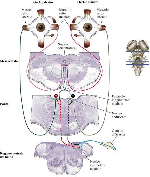 Riflesso vestibolooculare originato dalla