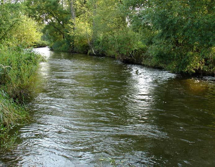 Gruppo 2 Sponda fluviale La vegetazione ripariale vicina ai fiumi è caratterizzata dalla fauna che cresce attorno alle sponde