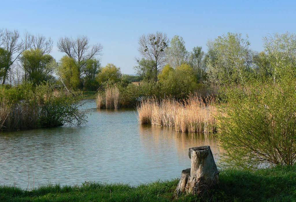 Gruppo 3 Sponda di lago Le sponde ripariali dei laghi presentano ecosistemi specifici, poiché l acqua del lago è ferma.
