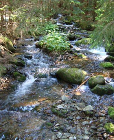 L ecosistema, in questo caso, è meno variegato di altri, ad altitudini minori.