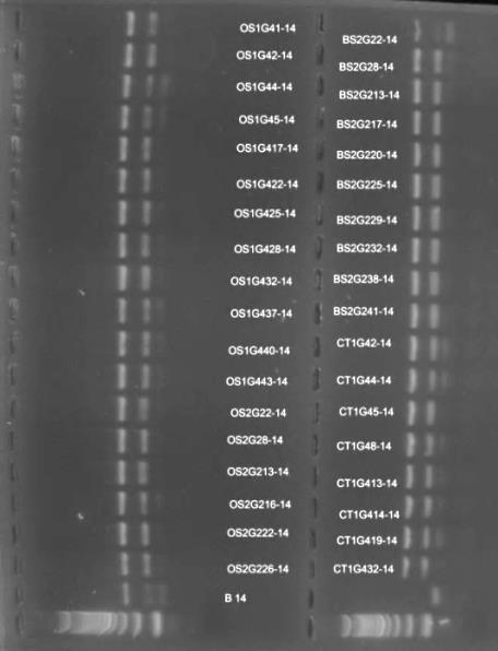 La lettura di genotyping dei prodotti di PCR è stata effettuata presso la ditta Macrogen Inc., Seoul, Korea.