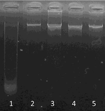 La scelta dei taxa per le analisi genetiche è caduta su Hydropsyche modesta (tricottero della famiglia Hydropsychidae) e Echinogammarus veneris (crostaceo della famiglia Gammaridae) entrambi presenti