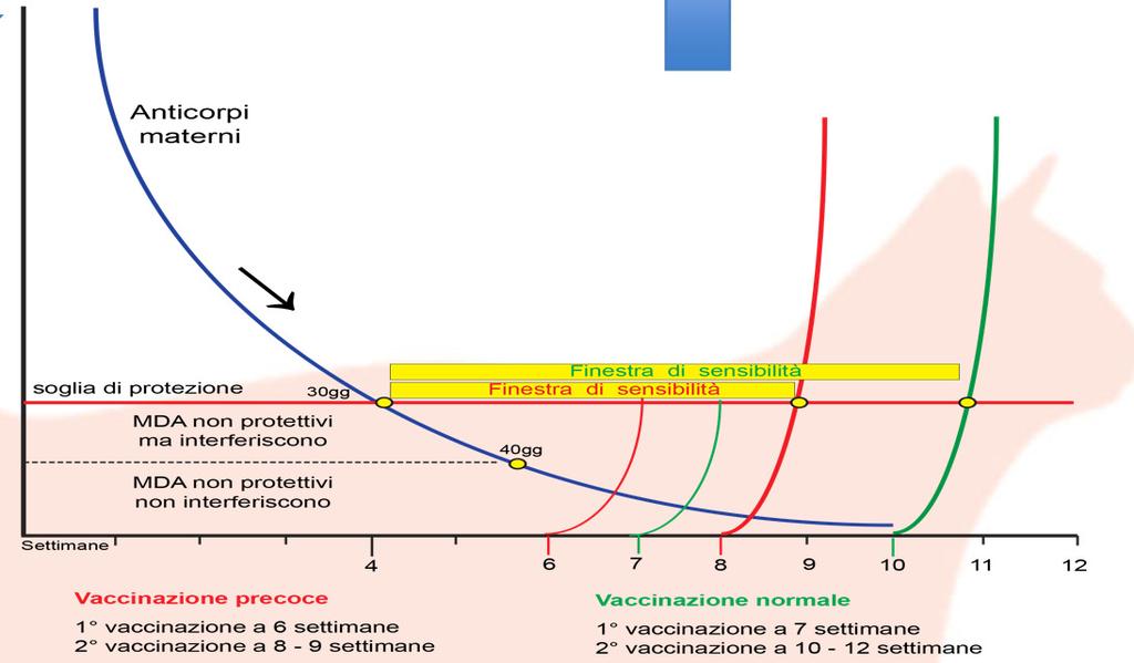 IMMUNITÀ NEONATALE IMMUNITA PASSIVA IMMUNITA ATTIVA Quando si sviluppa una reale competenza?