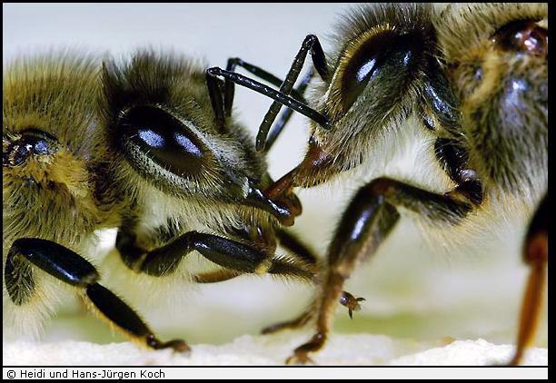 Smettono di ricevere il cibo offerto dalle api rientrate con nettare ricco di zuccheri Le