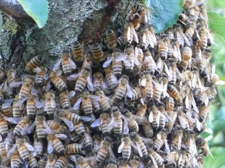 Tradotto nel nostro linguaggio la società delle api è Rapidamente flessibile, ovvero capace di decisioni che rispondano al contesto molto velocemente (partecipazione democratica attiva ed efficiente)