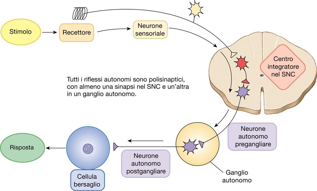 Riflessi AUTONOMI o VISCERALI ESEMPI: minzione, defecazione, tosse, starnuto, salivazione, deglutizione IPOTALAMO TALAMO TRONCO agiscono anche su: -frequenza